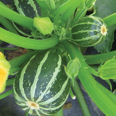 COURGETTE PICCOLO F1