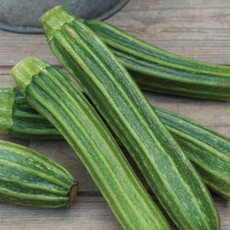 COURGETTE ROMANESCO LATINO