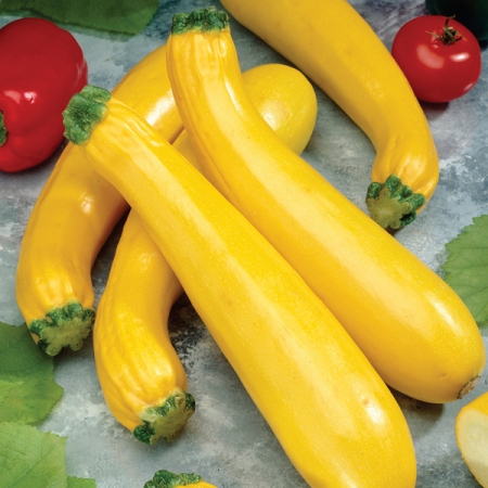 COURGETTE SOLEIL F1