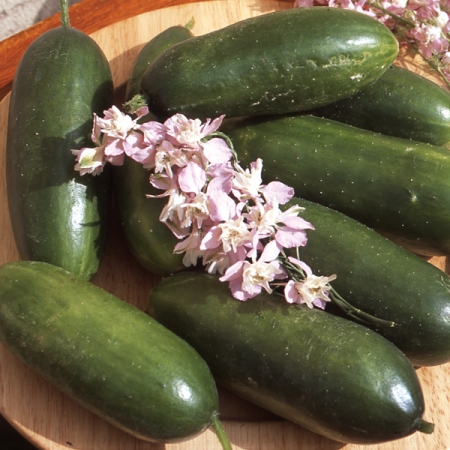CUCUMBER GREEN FINGERS F1
