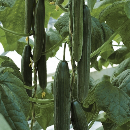 CUCUMBER EUPHYA F1