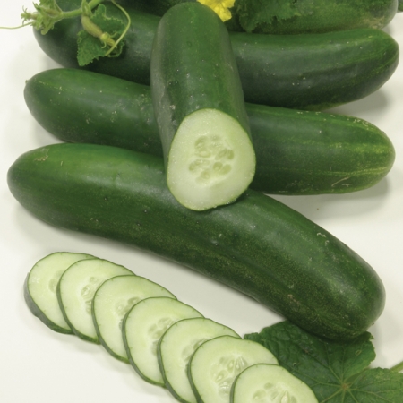 CUCUMBER SWING F1