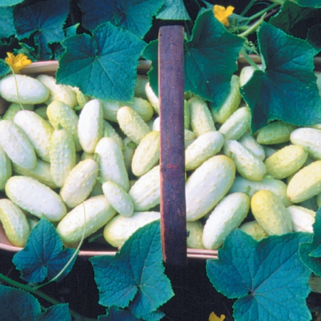 CUCUMBER MINIATURE WHITE