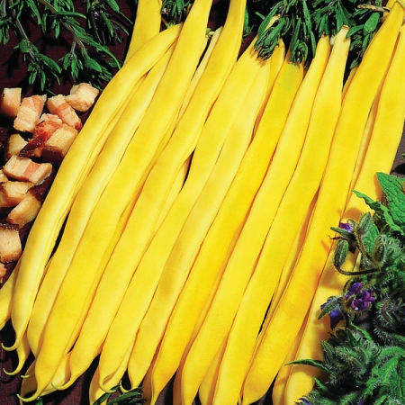 CLIMBING BEAN NECKARGOLD