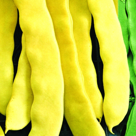 CLIMBING BEAN MARENGO ITALIAN GOLD