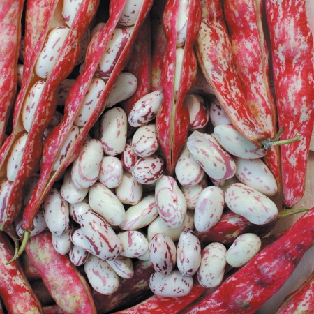 CLIMBING BEAN BINGO