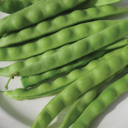 CLIMBING BEAN MUSHY PEA