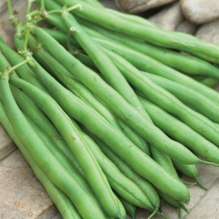 DWARF BEAN JAZZ