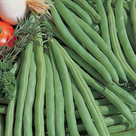 DWARF BEAN TENDERGREEN