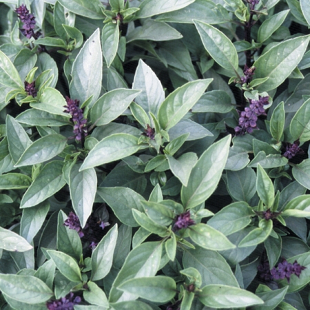 BASIL THAI