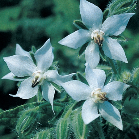 BORAGE WHITE