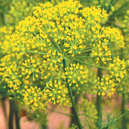 DILL EINCKS STRAIN