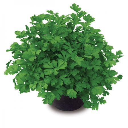 PARSLEY LAURA