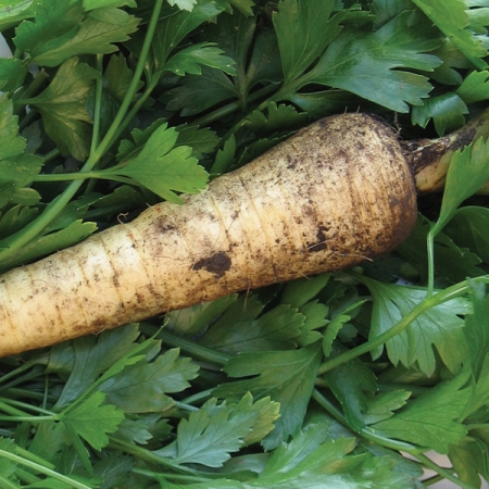 PARSLEY HAMBURG