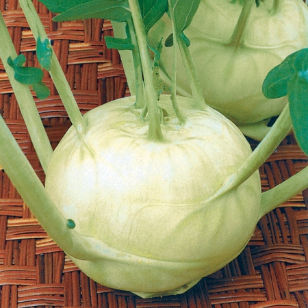 KOHL RABI VIENNA WHITE