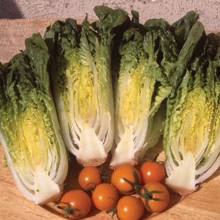 LETTUCE CLAREMONT