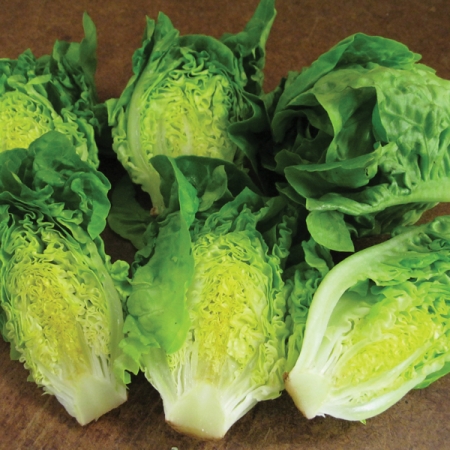 LETTUCE XANADU