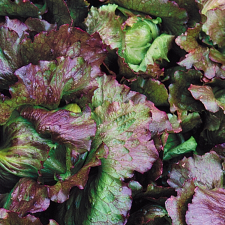 LETTUCE RED ICEBERG