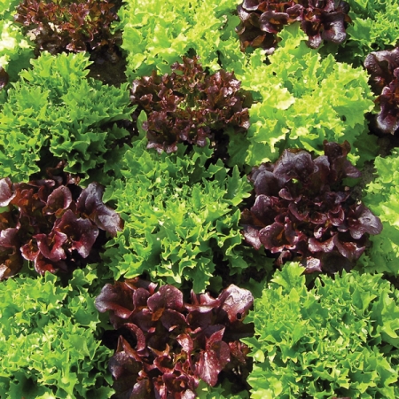 LETTUCE MULTI LEAF MIXED