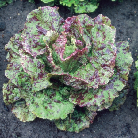 LETTUCE FRECKLES