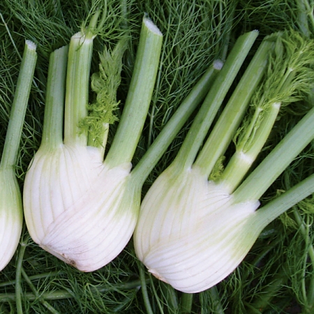 FENNEL SOLARIS F1