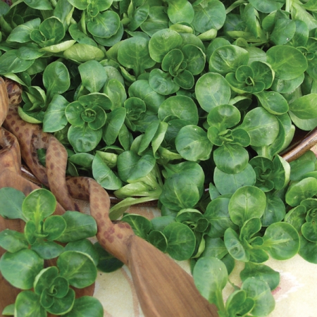 LAMBS LETTUCE VALENTIN