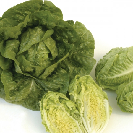 LETTUCE TAN TAN