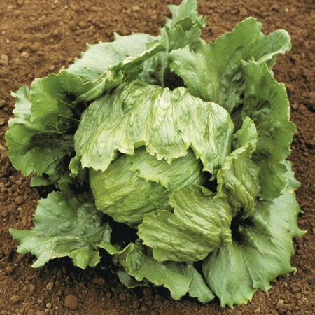 LETTUCE BEDFORD