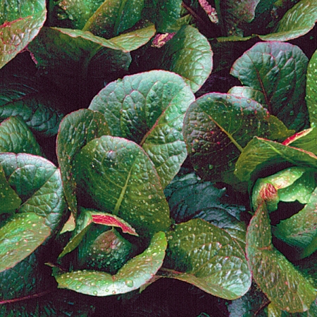 LETTUCE RED ROMAINE