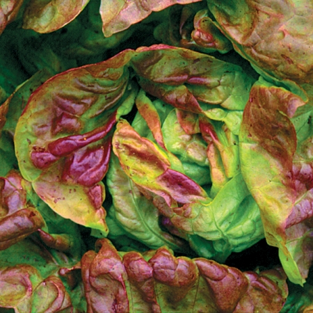 LETTUCE YUGOSLAVIAN RED