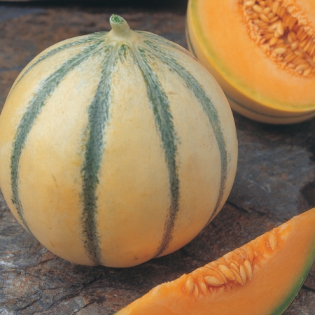 MELON ALVARO F1
