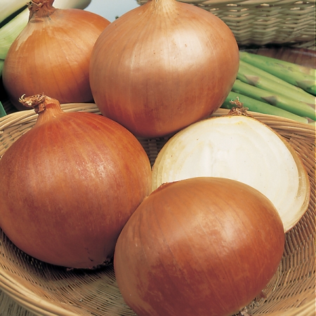 ONION ARMSTRONG F1