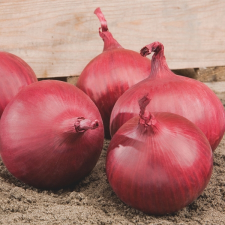ONION RED TIDE F1