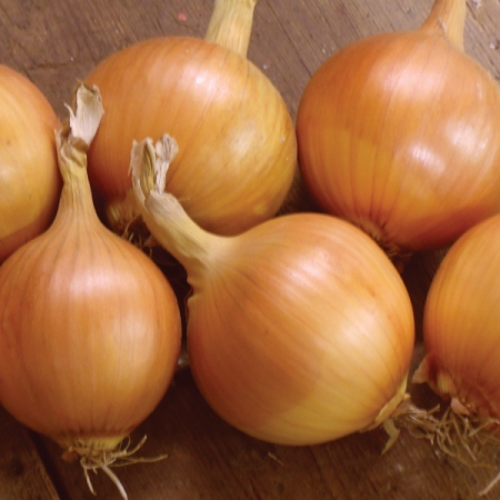 ONION HYBOUND F1