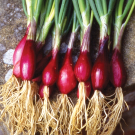 ONION LILLIA BUNCHING