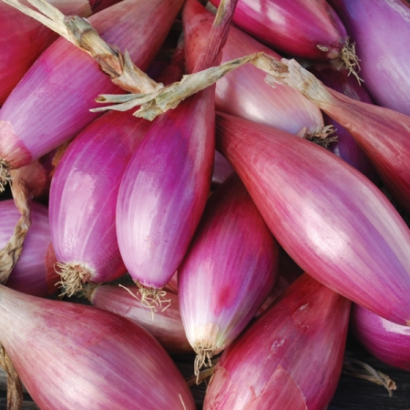 ONION LONG RED FLORENCE
