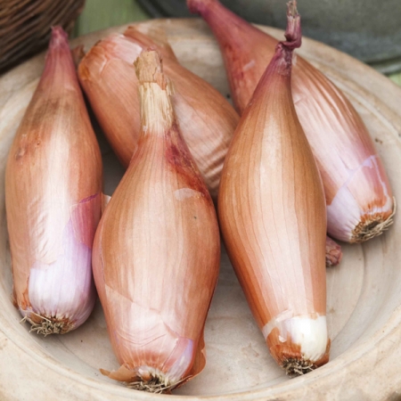 SHALLOT ZEBRUNE