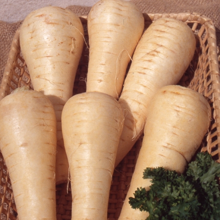 PARSNIP LANCER