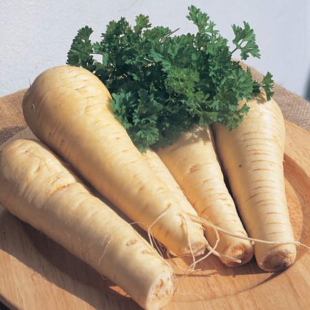 parsnip guernsey half long parsnip & root vegetable seeds