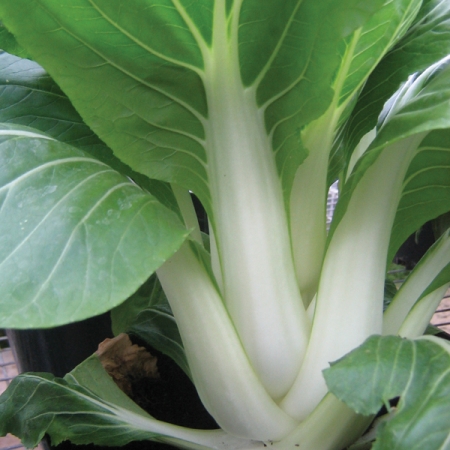 PAK CHOI MACAU F1