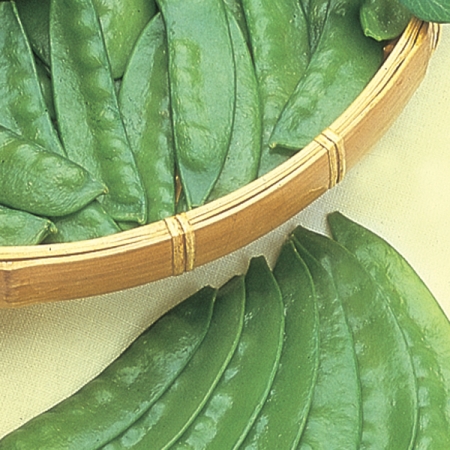 PEA OREGON SUGAR POD