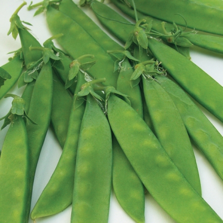 PEA NORLI