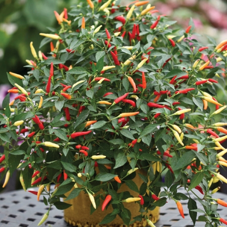 PEPPER BASKET OF FIRE F1