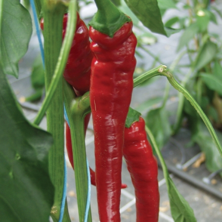PEPPER SUMHER