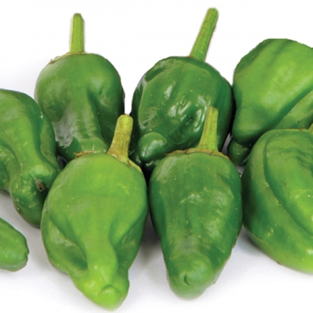 PEPPER SPANISH TAPAS PADRON
