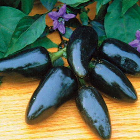 PEPPER BLACK HUNGARIAN