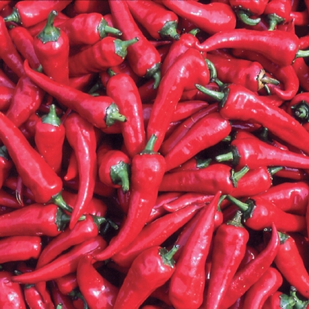 PEPPER CYKLON