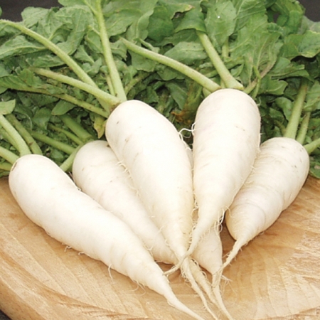 RADISH WHITE DREAM
