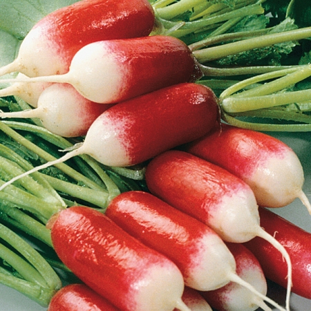 RADISH PATRICIA