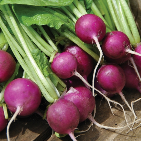 RADISH VIOLA